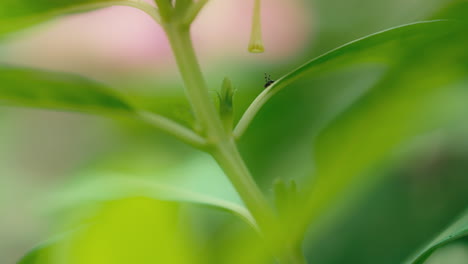 白い花びらが日光で伸びる