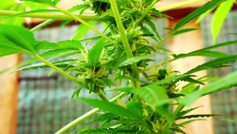 marihuana medicinal estupefacientes recreativos planta de cannabis hierbas a base de hierbas ilegales dolly right
