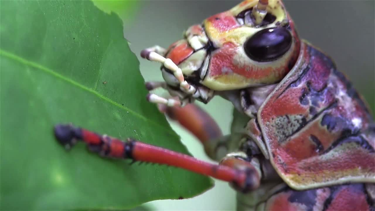 녹색 잎을 먹는 고무 메뚜기 메뚜기의 극단적인 클로즈업