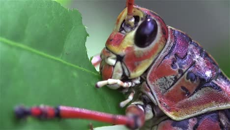 un primerísimo plano de una langosta lubber saltamontes comiendo una hoja verde