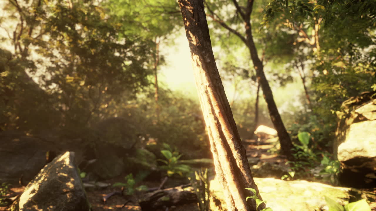 빛이 울창한 숲을 가로질러 필터링