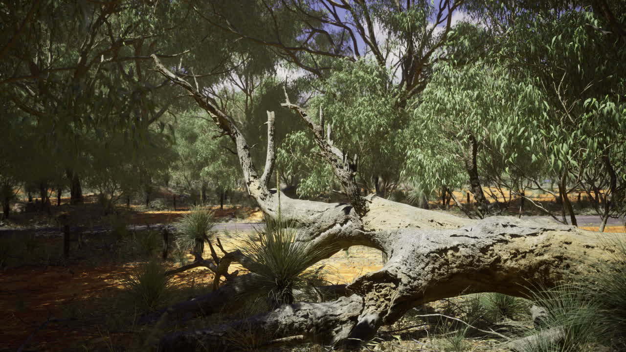 Old fallen tree in vibrant australian bushland during sunny afternoon
