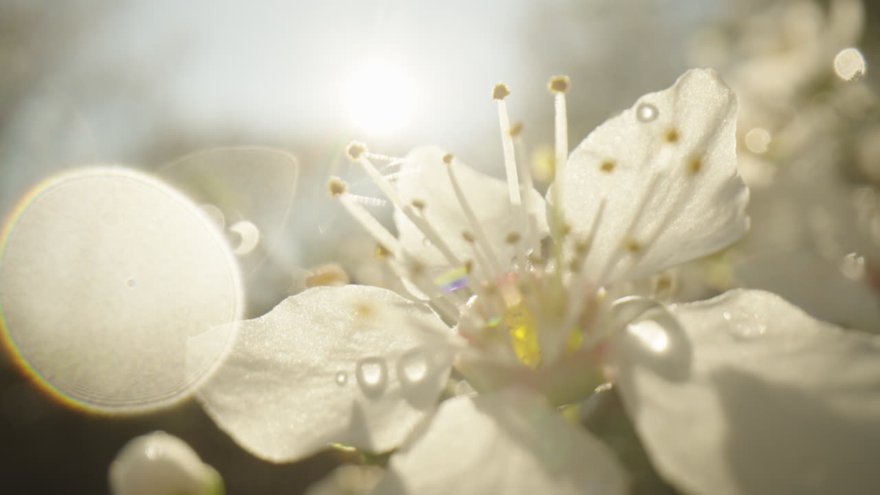 Close-up of a Delicate White Flower
