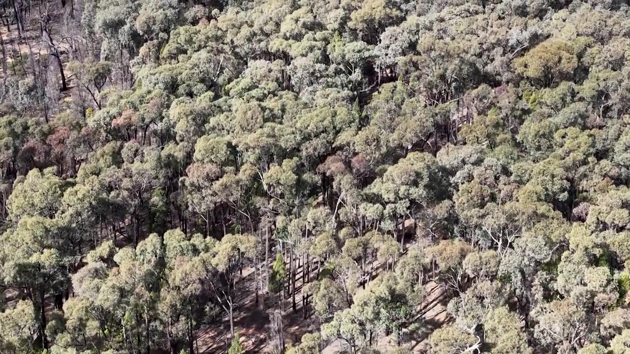 Prise de vue aérienne par drone survolant une épaisse canopée de broussailles d'eucalyptus dans la forêt de Goonoo, Australie