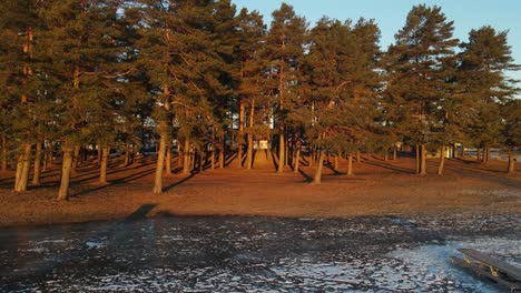 Herauszoomen-Von-Drohnenaufnahmen-Von-Kiefernwäldern-Am-Gefrorenen-Strand-Bei-Sonnenaufgang-In-Südnorwegen