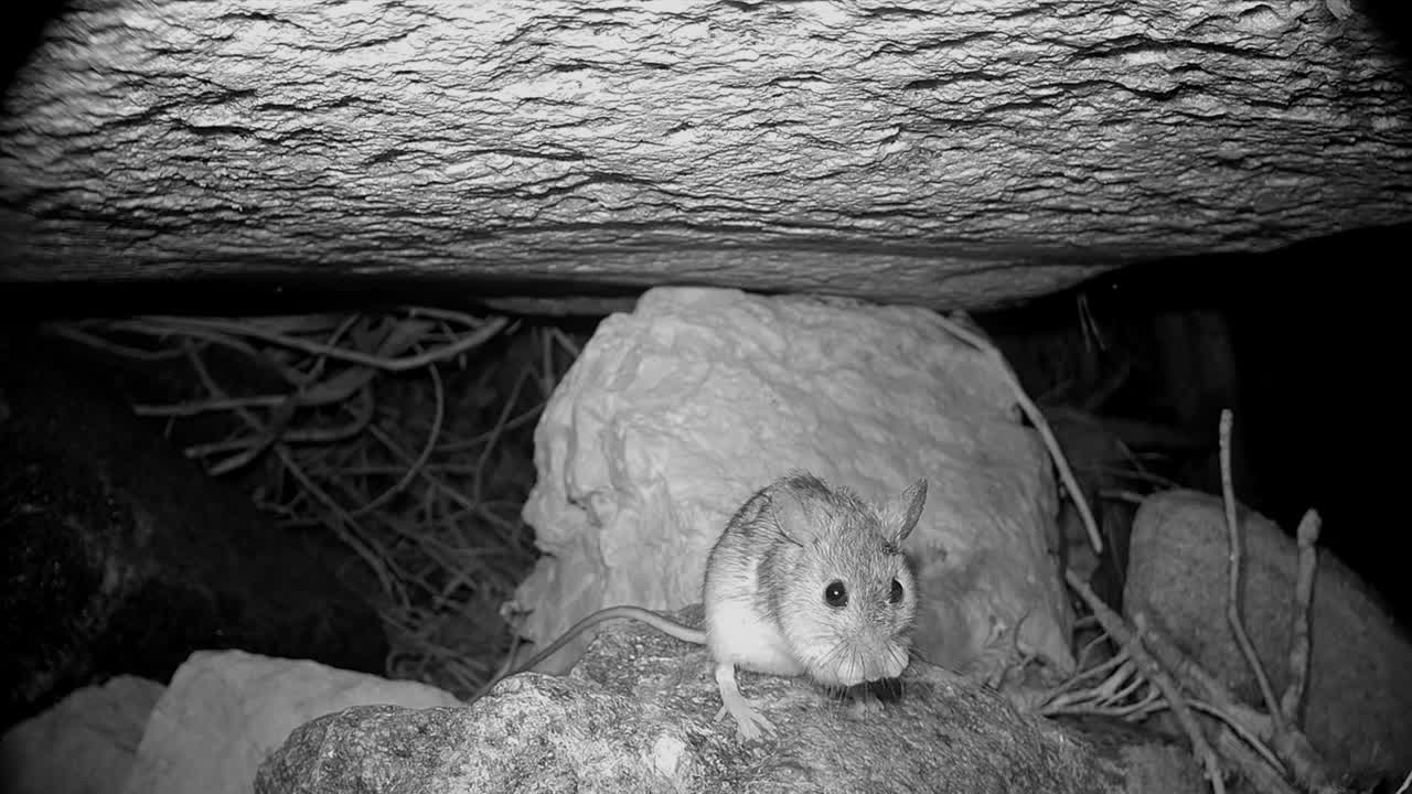 Yellow-necked mouse (Apodemus flavicollis) cleans its face and then moves on.