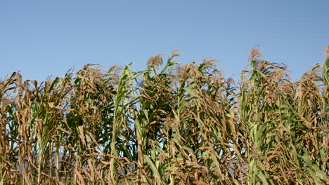 blowing crops in the wind