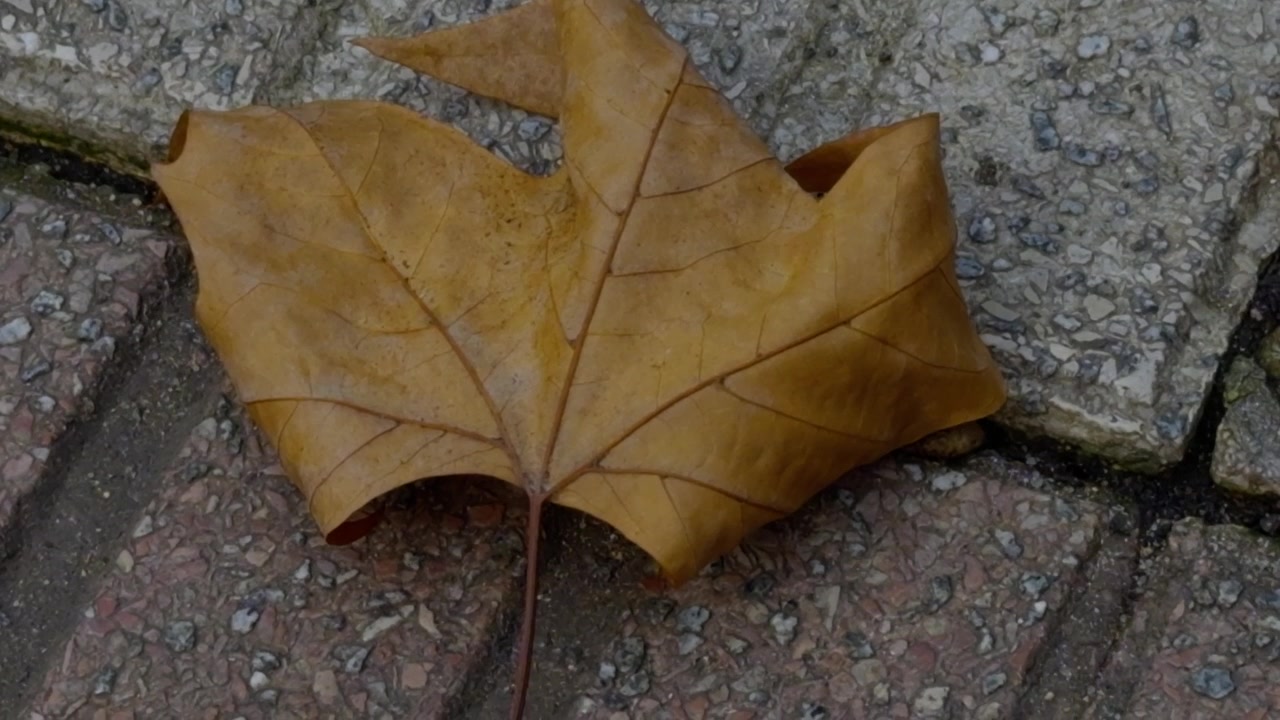 Primo piano di una foglia marrone bagnata su un marciapiede bicolore con vegetazione urbana.