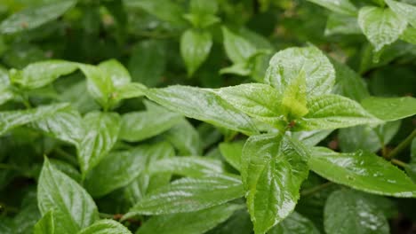 rain drops falling on green, fresh leaves, close up