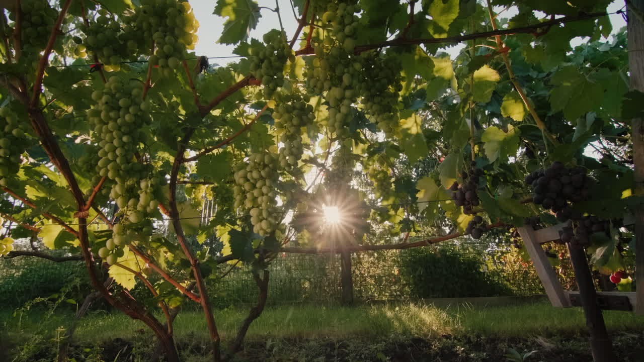 석양의 광선에 잘 익은 포도 송이가 있는 포도원 2