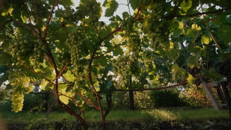 vineyard with ripe bunches of grapes in the rays of the setting sun 2