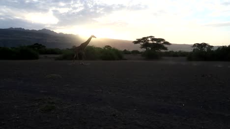 Cinematic-shot-of-Giraffe-family-walking-sunset-in-Lake-Natron,-Tanzania,-Africa