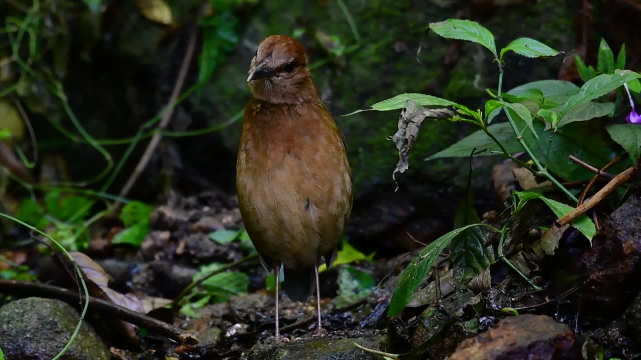 la pitta de nuca oxidada es un ave confiada que se encuentra en hábitats de bosques montañosos de gran altura, hay muchos lugares en tailandia para encontrar esta ave