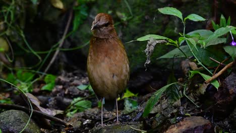 The-Rusty-naped-Pitta-is-a-confiding-bird-found-in-high-elevation-mountain-forests-habitats,-there-are-so-many-locations-in-Thailand-to-find-this-bird