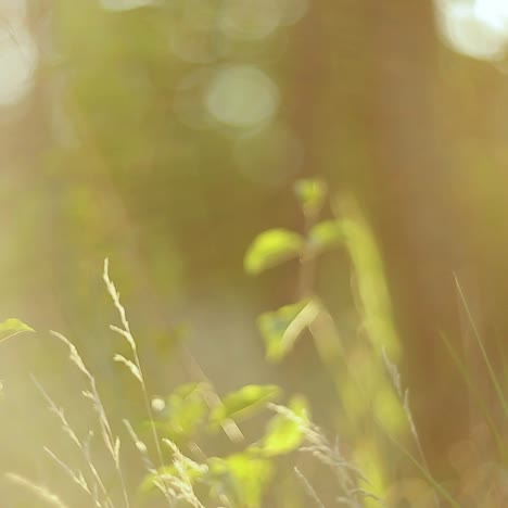 meadow grass nature. beautiful nature with green grass and sunlight