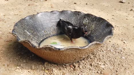 Paloma-Bañándose-En-Agua-Sucia