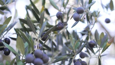 Filmische-Nahaufnahme-Einer-Olive-Im-Olivenhain-Mit-Bokeh