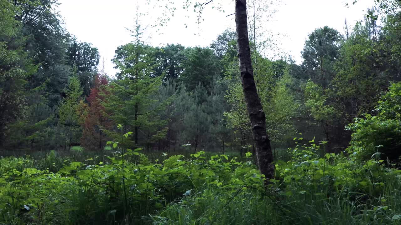 숲과 습지 풍경