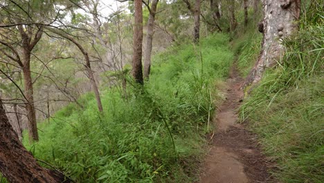 Handheld-Footage-along-the-Dave's-Creek-Circuit-walk-in-Lamington-National-Park,-Gold-Coast-Hinterland,-Australia