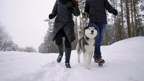 waist up portrait of happy modern couple playing with cute husky puppy outdoors in winter, focus on asian man smiling at camera