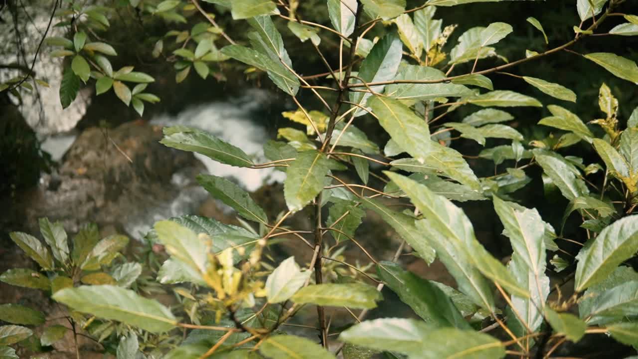 follaje en cámara lenta y cascada en el parque nacional de erawan, tailandia