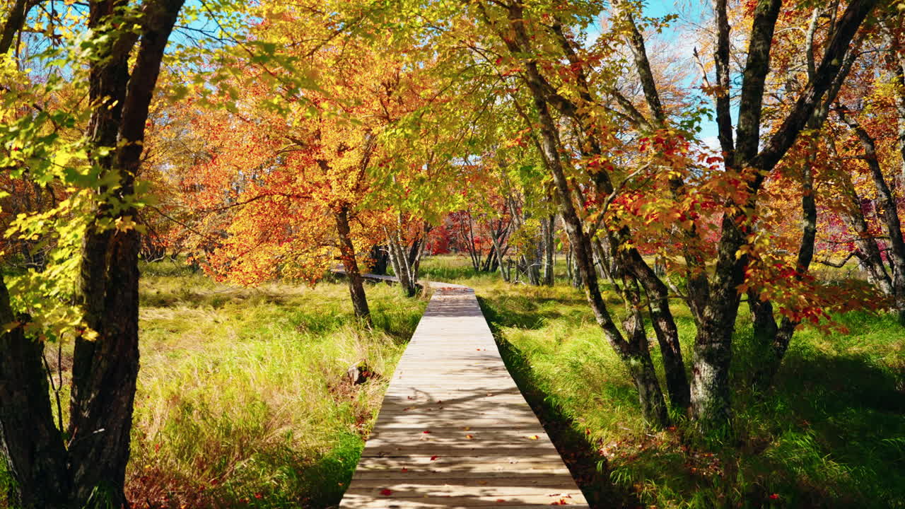 Walking around the Kejimkujik National Park in autumn. Trail view of the forest trees and colorful foliage. Fall colors. Sun rays coming through the leaves. Peaceful discovery of nature.