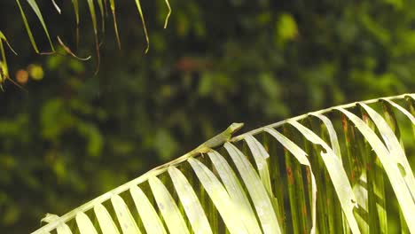 tiro inclinado hacia arriba de un lagarto anolis verde tomando el sol en la parte superior de una rama de palma en el sol de la mañana