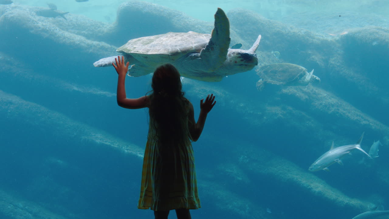 niña pequeña en el acuario viendo tortugas marinas nadando en el tanque niño curioso divirtiéndose viendo peces nadando niño mirando la vida marina en el hábitat acuático del oceanario