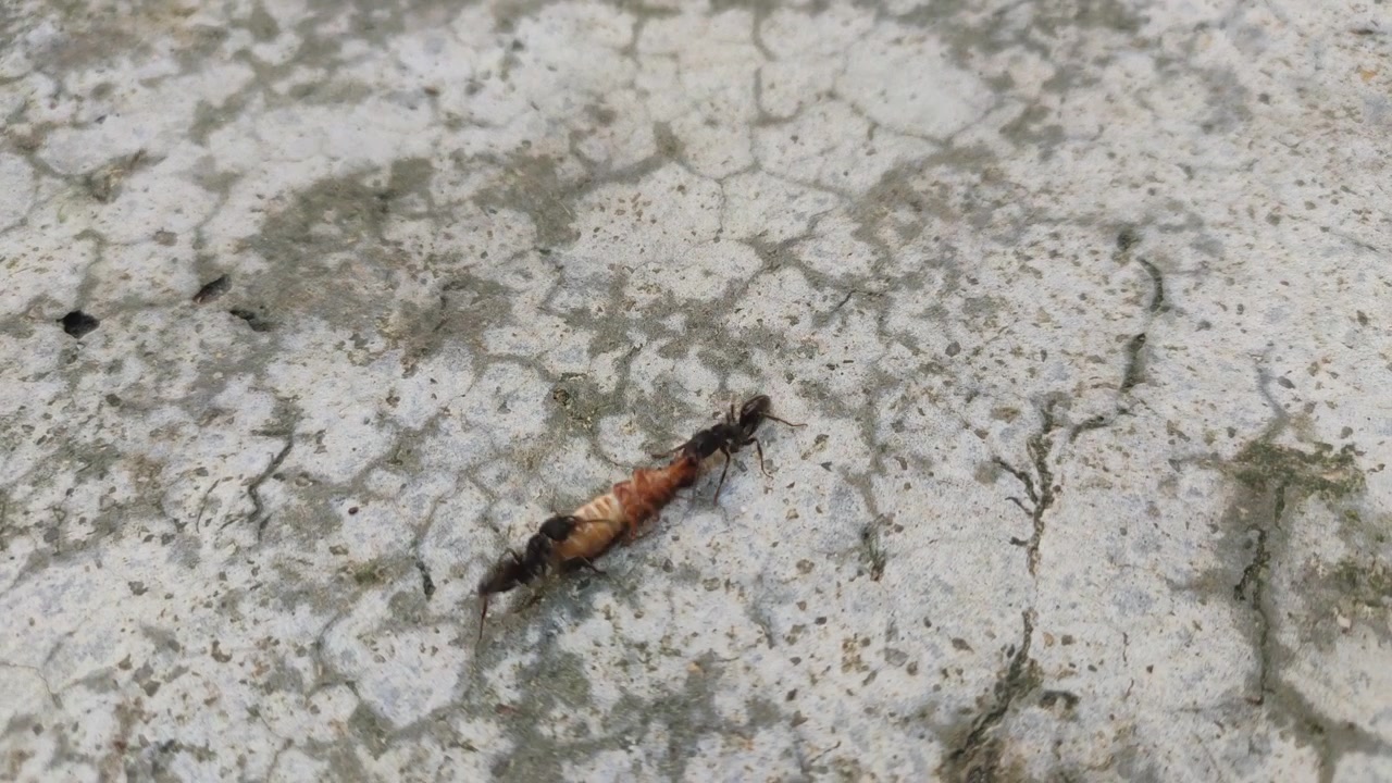 A group of black ants are fighting for insects dead bodies that will be used as food.