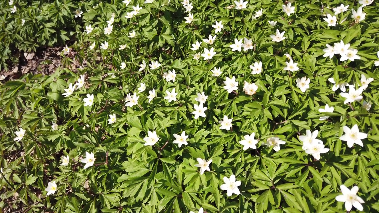 Anemoni bianchi nella foresta