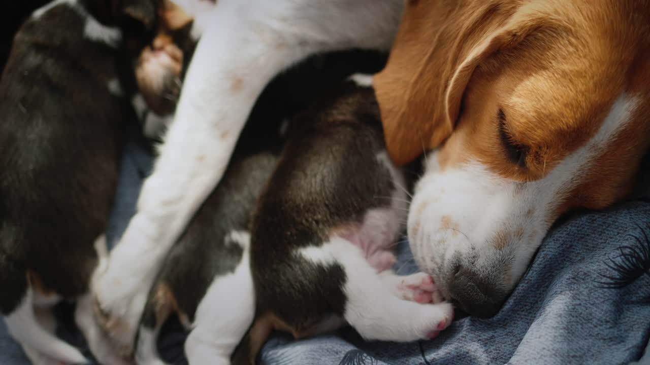 Una beagle femmina allatta i suoi cuccioli, sdraiata sul pavimento in casa.