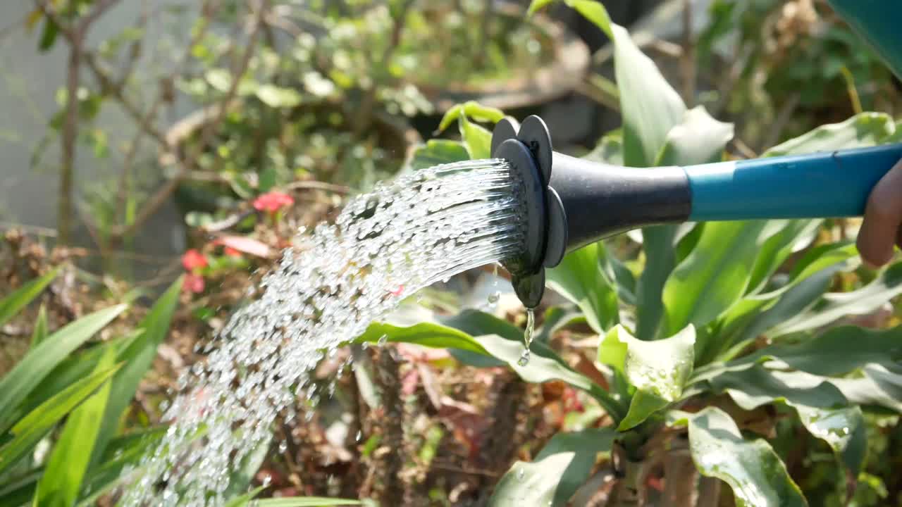 regar las plantas en el jardín