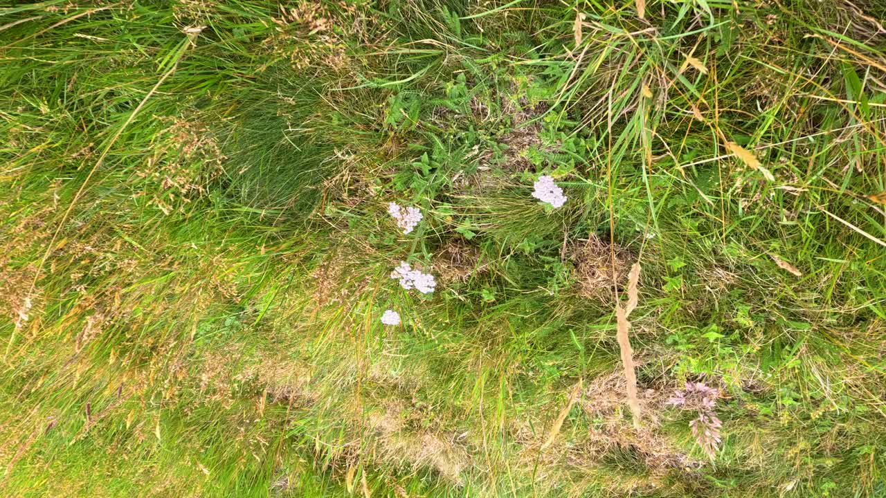 Field of grass and flowers