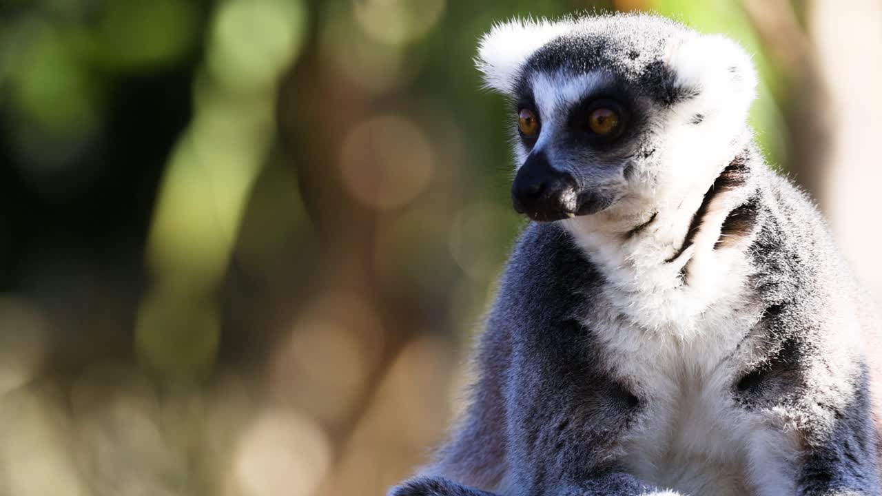 lémur observado en el hábitat natural