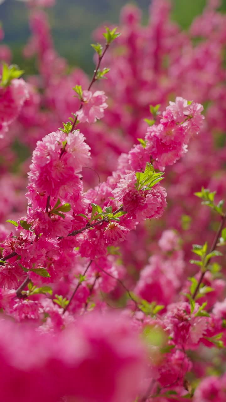 Blooming pink blossoms fill the frame. Soft focus blurs foreground, drawing eyes to center. Green leaves peek from delicate petals. Sunlight bathes the scene in warm, gentle glow. Perfect for romantic