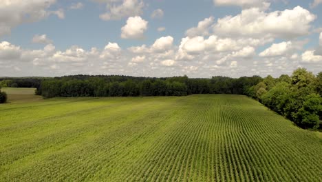 Ruhiger-Flug-über-Das-Maisfeld,-Reifes-Maisfeld-Von-Oben,-Wunderschöne-Landschaft-Am-Horizont,-Blauer-Himmel-Mit-Weißen-Wolken-Und-Bäumen-In-Der-Ferne