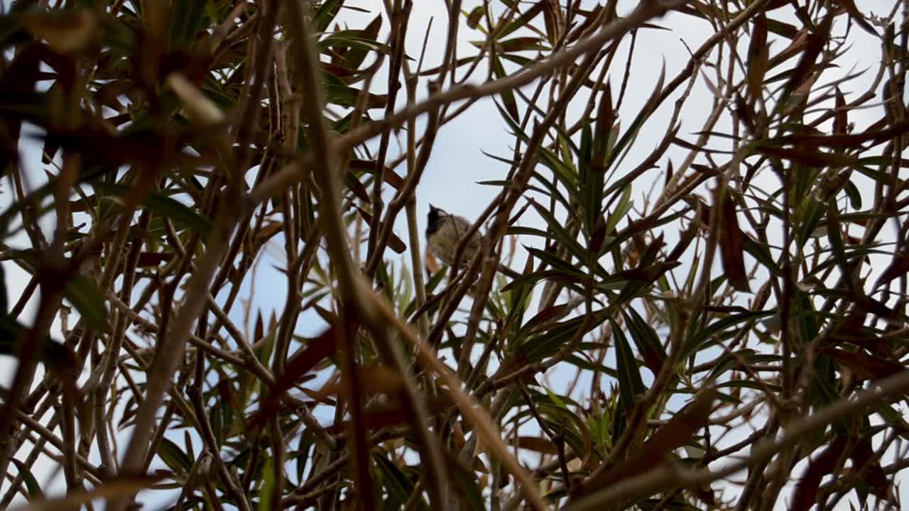 이른 봄에 나뭇가지에 앉아 있는 참새