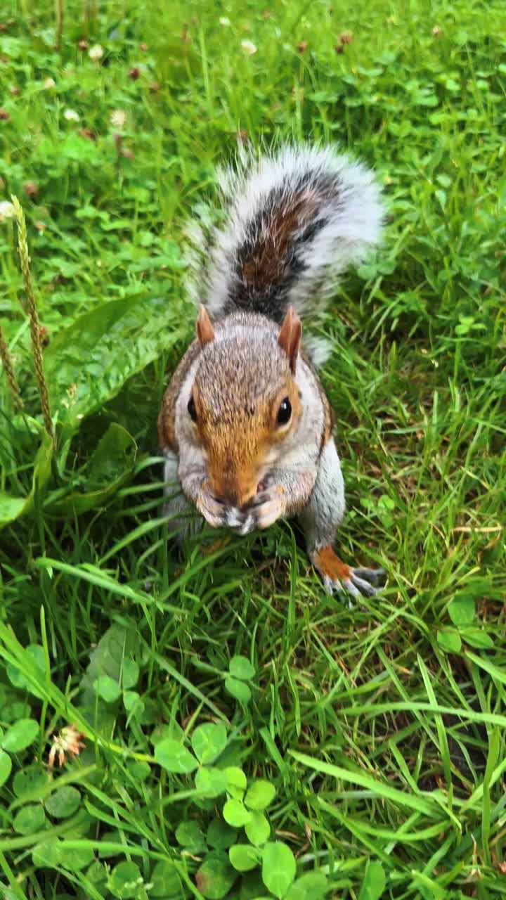 Scoiattolo grigio orientale che cerca cibo nell'erba verde e nel trifoglio. Inquadratura a figura intera di uno scoiattolo che si muove nell'erba verde lussureggiante e nel trifoglio bianco in un parco.