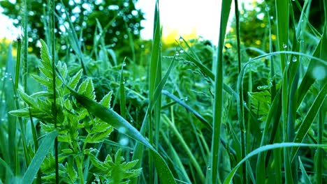 4k .green grass with sunshine beams and tree. steady shot, animal view.