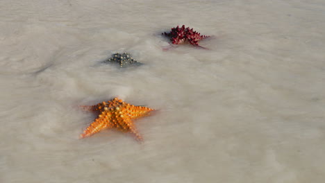 Tres-Estrellas-De-Mar-En-La-Costa-De-Una-Hermosa-Playa-En-Un-Día-Soleado,-Una-Ola-Abruma-A-Las-Tres-Estrellas-De-Mar,-Filmadas-A-30-Fps