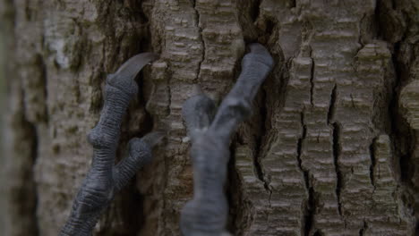 close-up of bird claws gripping tree bark