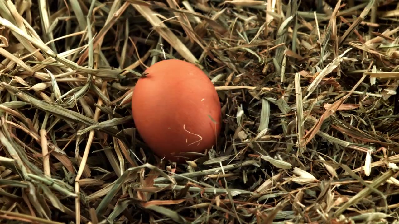 Fresh Brown Egg Gently Falls into a Bed of Hay