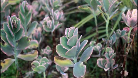 Close-up view of a succulent garden