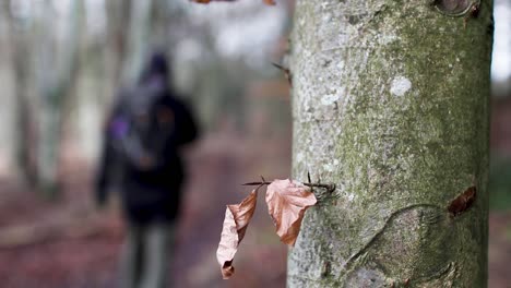persona que pasa junto a un árbol con hojas amarillas y desaparece en un fondo borroso