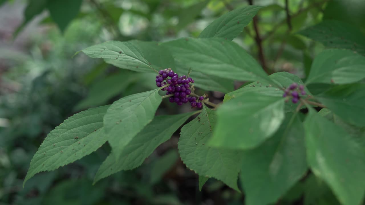 Callicarpa dichotoma con grandi foglie verdi che ondeggia delicatamente al vento