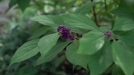 callicarpa dichotoma with large green leaves blows gently in the wind