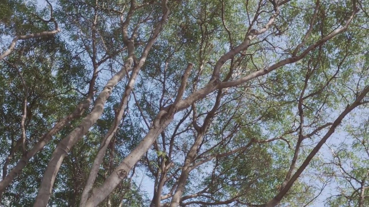 Vista dal basso di rami d'albero contro un cielo azzurro e limpido