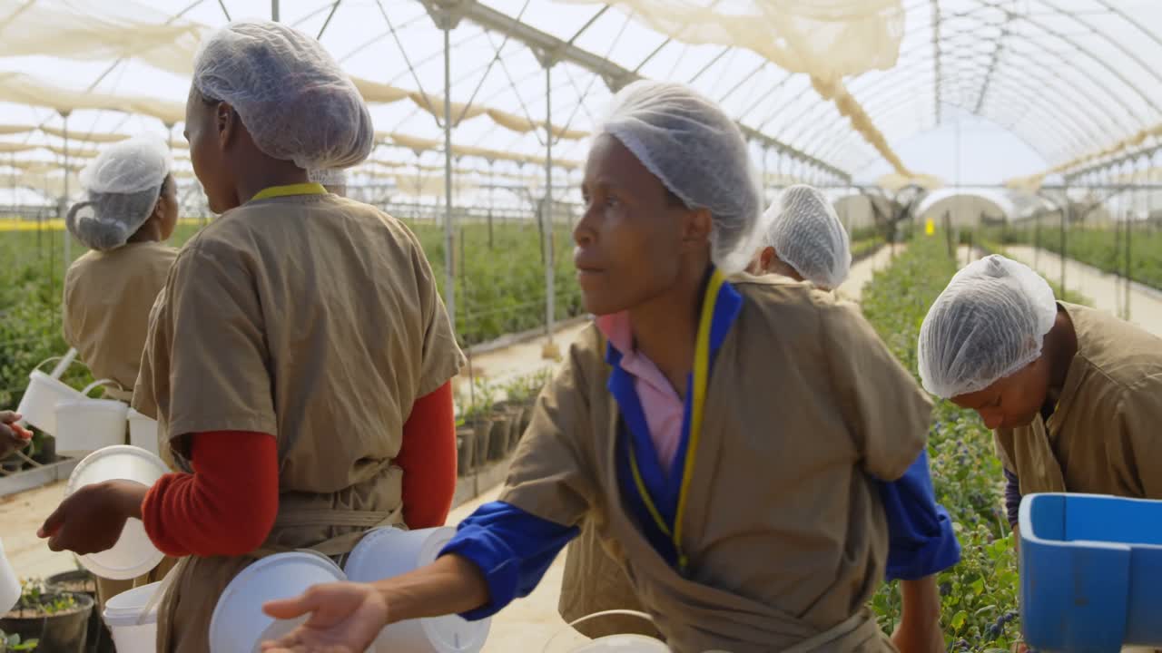 블루베리 농장에서 일하는 노동자 4k