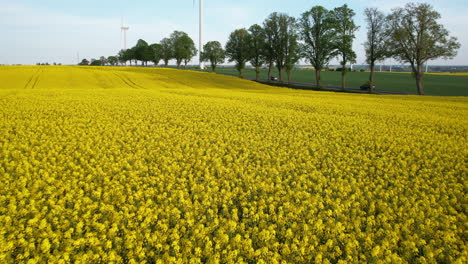 Low-drone-flight-over-a-yellow-rapeseed-field-located-near-a-road,-trees,-and-a-wind-farm