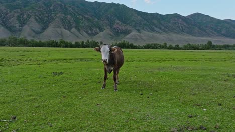 Domestic-Cattle-Standing-In-The-Pasture-Near-Saty-Village-At-Sunset-In-Kazakhstan